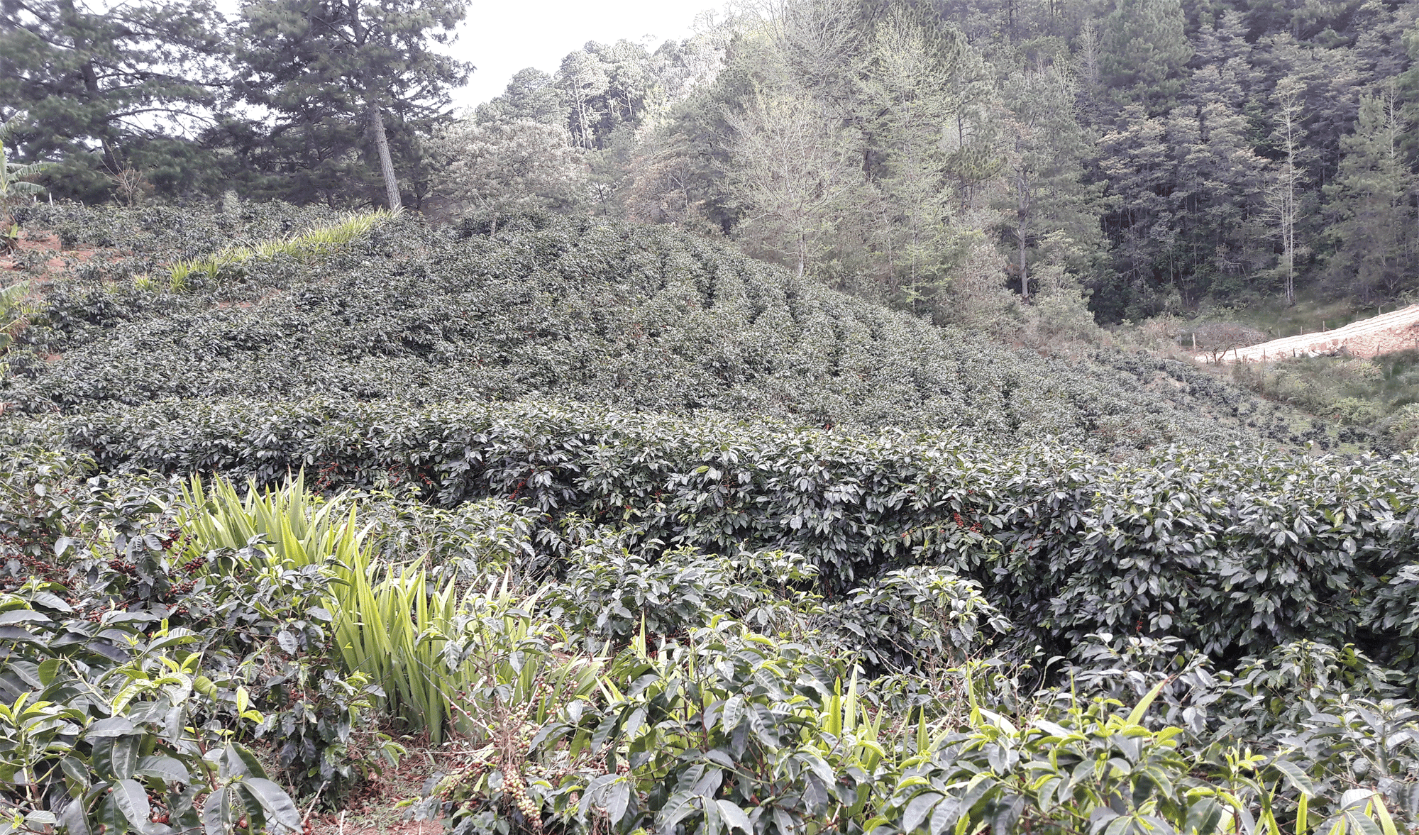 Marcala landschap Honduras