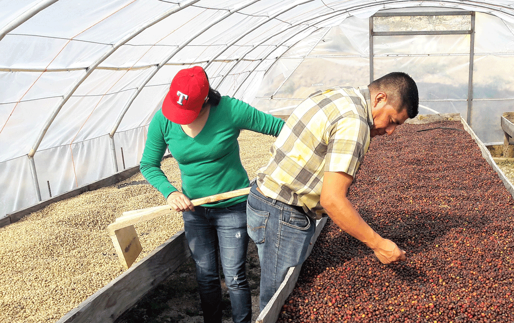 Droogtunnel voor koffiebonen