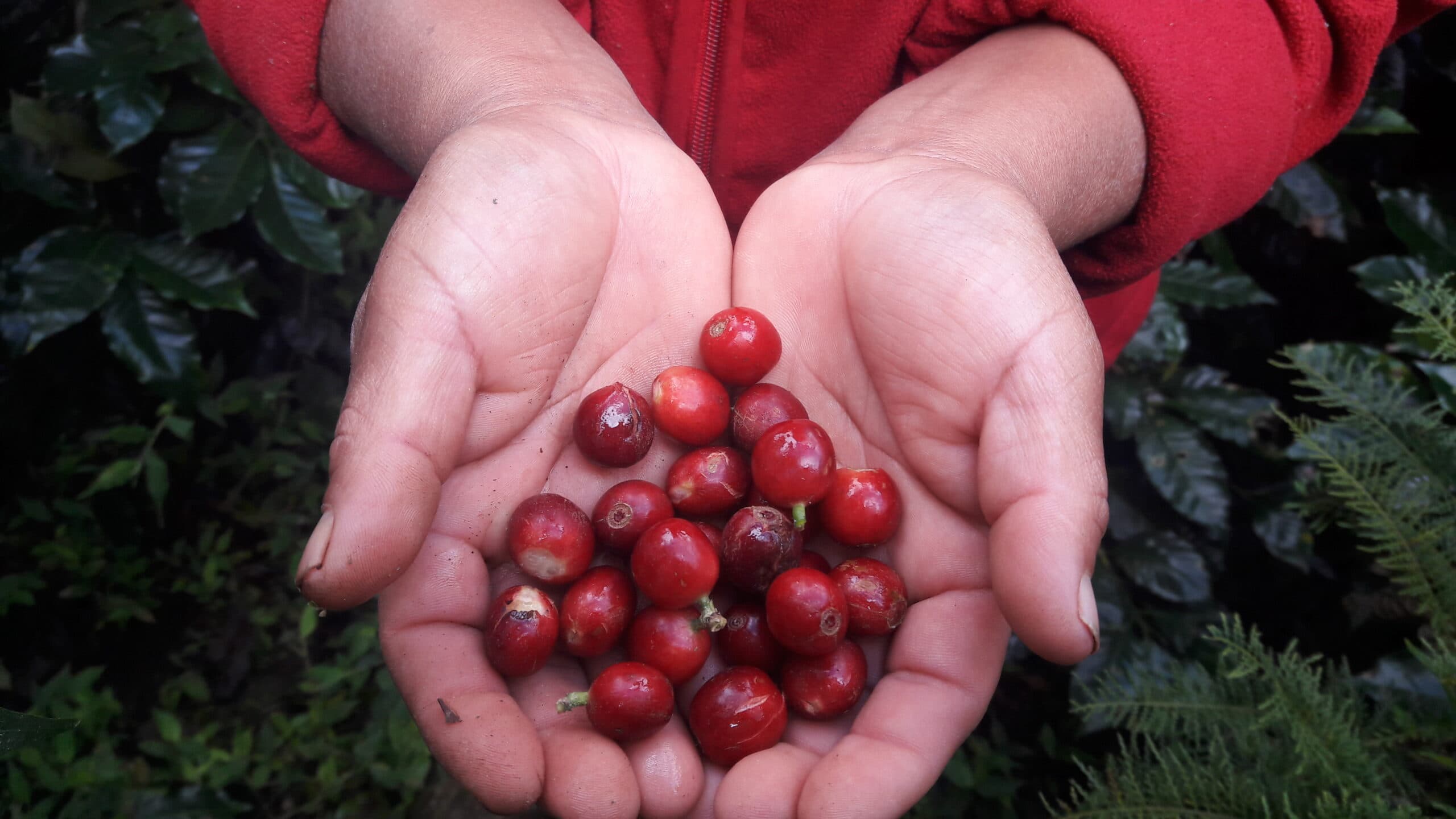 Rituelen voor de perfecte morning brew
