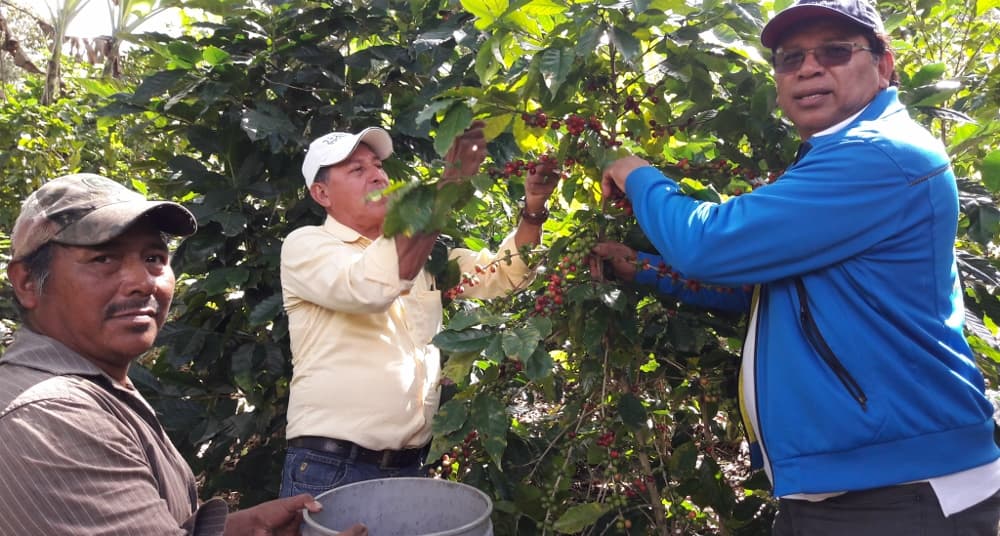 Koffieboer in Honduras