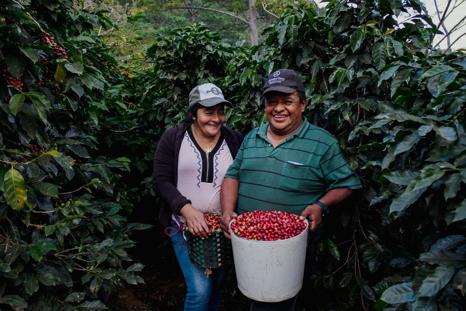 Honduras coffee landscape
